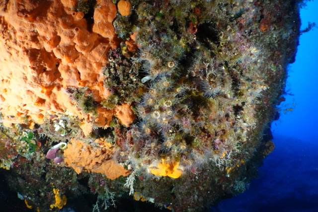A view of underwater coral taken from the CMMI website