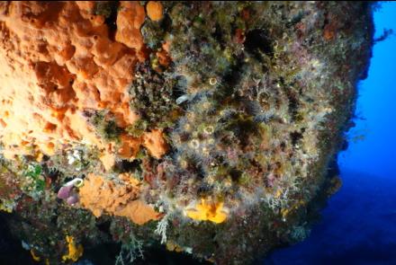 A view of underwater coral taken from the CMMI website